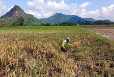 Petani Padi di Musi Rawas Sumringah Hasil Panen Memuaskan