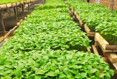 Petani Cabai di Musi Rawas Bagikan Tips Sebelum Budidaya Cabai 