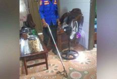 Hingga Pertengahan April, Damkar Musi Rawas Berhasil Evakuasi Berbagai Hewan, Diantaranya 3 Ekor Ular Kobra 