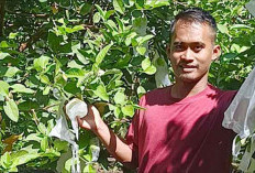 Agar Berbuah Maksimal, Petani Musi Rawas Berbagi Kiat Perawatan Jambu Kristal