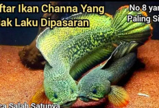 8 Jenis Ikan Channa yang Sekarang Tidak Laku di Pasaran, Nomor 8 Menjadi Ikan Paling Sial