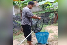 Sebelum Budidaya Ikan lele Pahami Penyakit dan Hama yang Menyerang 