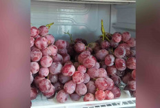 Segar dan Manis, Anggur Ungu Rp 100 Ribu per Kilogram