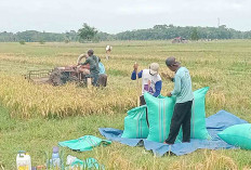 Distributor Jamin Pupuk Subsidi di Musi Rawas Melimpah 