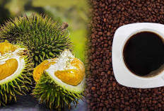 Pernah Coba Minum Kopi Sambil Makan Durian? Begini Kata Para Ahli Kesehatan