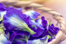 5 Manfaat Tersembunyi Bunga Telang Untuk Kesehatan Tubuh