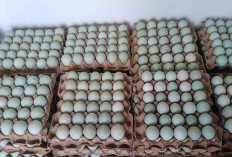 Selama Libur Akhir Tahun 2025 Permintaan Telur Bebek Masih Stabil