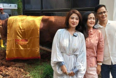 17 Sapi Dewi Perssik Bikin Heboh Warga, Kurban Idul Adha 2025 di Jakarta dan Jember Ramai Jadi Sorotan