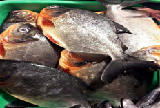 Inilah 5 Jenis Ikan Bawal yang banyak dicari dan Laku di Pasaran