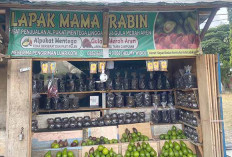 Gula Merah Aren, Oleh-Oleh Khas dari Lubuk Linggau