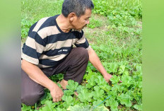 Petani Timun Suri Raup Omset Jutaan Rupiah di Bulan Ramadhan