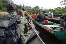 Jejak Ditemukan, BKSDA Pastikan Warga Musi Rawas Tewas Diterkam Harimau