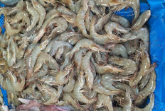 Rekomendasi Udang Segar di Lubuk Linggau, Harga Mulai Rp78 Ribu per Kilogram