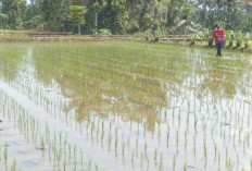 Dukung Swasembada Pangan dengan Lakukan Tanam Padi Serentak