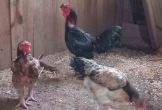 Ayam Hias Asal Musi Rawas Jadi Incaran, American Silkie dan Kaki Gajah Paling Dicari
