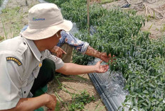 Gerdal jadi Solusi untuk Petani di Musi Rawas Cegah Penyakit Antraknosa pada Tanaman Cabai
