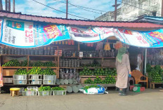 Cuan Jual Alpukat di Lubuk Linggau, Sehari Laku 50 Kg