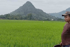 Tingkatkan Produksi Tanaman Padi, ini yang Dilakukan Petani di E Wonokerto Musi Rawas
