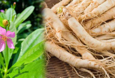 Banyak Belum Tahu, Ginseng Jawa Kaya Manfaat Bagi Penyakit Kronis