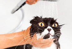 7 Alasan Kenapa Kucing Takut Air yang Menarik Dipelajari