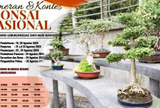 Ikuti Pameran dan Kontes Bonsai Nasional 2024 Lubuklinggau, 4 Kelas dengan Doorprize Spektakuler