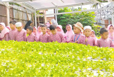 Serunya Kunjungan ke Kebun Hidroponik, Anak Didik TK Baitul A'la Lubuk Linggau Dikenalkan Jenis Sayuran