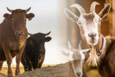 Tak Mau Kurban Idul Adha 2025, Tapi Orang Mampu, Intip Hukum Menurut Ulama