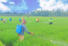 Lahan Baku Sawah Lubuk Linggau Hasilkan 784,45 Ton Beras Hingga Oktober 2025, Segini Rincian Lahan Terluas 