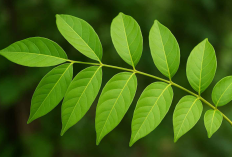 Manfaat Daun Kedondong Ternyata Cocok Digunakan Sebagai Obat Tradisional