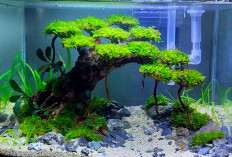 Bonsai Aquascape Jadi Primadona Tanaman Hias 2024, Ternyata Ini 6 Jenis Kayu yang Sering Digunakan