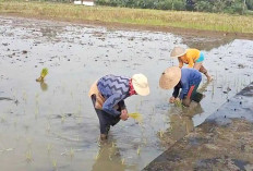 Antisipasi Kemarau Panjang, Petani di Tugumulyo Musi Rawas Percepat Tanam Padi
