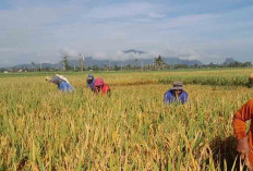 Hasil Panen Padi di Sidoharjo Musi Rawas Terus Meningkat