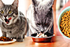 Ini Rekomendasi Makanan Kucing Yang Bisa Kamu Berikan, Agar Kesehatannya Selalu Terjaga.