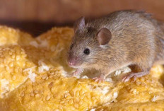 Setop Kebiasaan Nyeker Bisa Tertular Leptospira