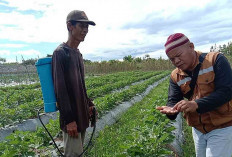 Ajak Petani Sayuran Rutin Monitoring Hama dan Penyakit Tanaman