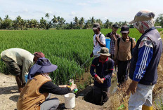 Agar WBC Tidak Meluas, POPT Ajak Petani Lakukan Gerdal