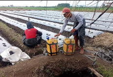  Petani Musi Rawas Giat Semprot Lahan Melon, Cegah Serangan Hama dan Penyakit