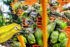 Burung Plecei Makin Gacor mulai Dari Perawatan Bagi Pemula, Ada Manfaatnya 