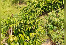 Kopi Komoditas Perkebunan Penting Dalam Perekonomian di Indonesia, Begini Sejarahnya