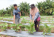 Musim Kemarau Petani Terong Panjang Rutin Lakukan Penyiraman 2 Kali Sehari