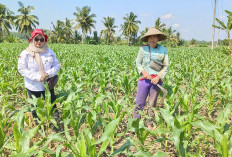 PPL Desa Satan Indah Jaya Monitoring Tanaman Jagung Kelompok Tani Tunas Harapan yang Diserang Hama Ulat Grayak