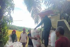 Pastikan Hasil Panen Bagus, PPL di Musi Rawas Lakukan Pendampingan saat Musim Panen