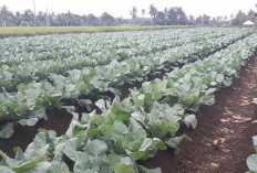 Ini yang Dilakukan Petani di Musi Rawas Agar Tanaman Kembang Kol Hasil Panennya Berlimpah