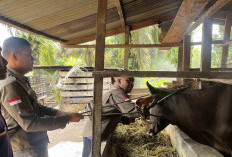 DTPHP Musi Rawas Mulai Lakukan Vaksin Jembrana Pekan Depan