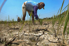 Hadapi El Nino Distankan Muratara Siapkan Pompanisasi Atasi Lahan Kering
