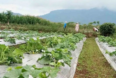 Yakin Lebih Untung, Warga Musi Rawas Tanam 1.400 Batang Melon di Sawah 