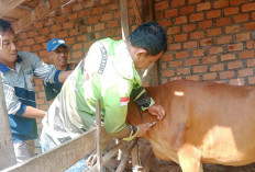 Permintaan 15.000 Vaksin PMK Direalisasi, DTPHP Musi Rawas Segera Laksanakan Vaksin PMK 