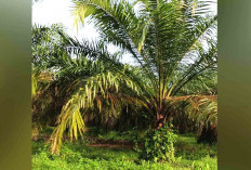 Harga Sawit Anjlok, Petani di Musi Rawas Menjerit