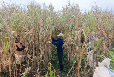 Prospek dan Harga Jagung di Musi Rawas Dinilai Menjanjikan