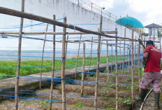 Lapas Narkotika Muara Beliti Ajak Warga Binaan Manfaatkan Lahan yang Tersedia dengan Bertani
